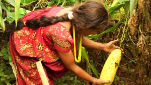 Januka picks vegetables on her farm during the rainy season.