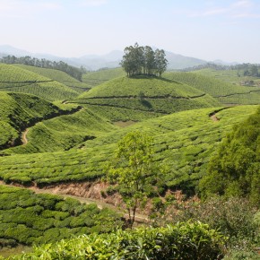 Tea Fields, Munnar, Kerala