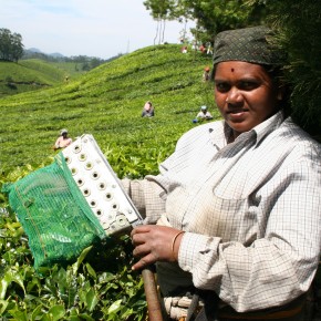 Tea Planter, Munnar, Kerala