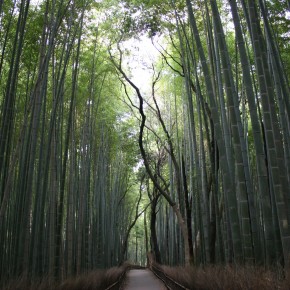 Bamboo Forest, Kyoto