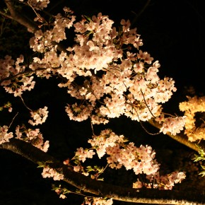 Cherry Blossoms, Kyoto