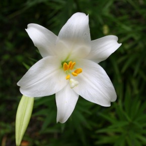 Lily, Okinawa