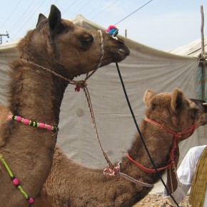 Camels for Cash: India's Fleeting Camel Trade, Time.com