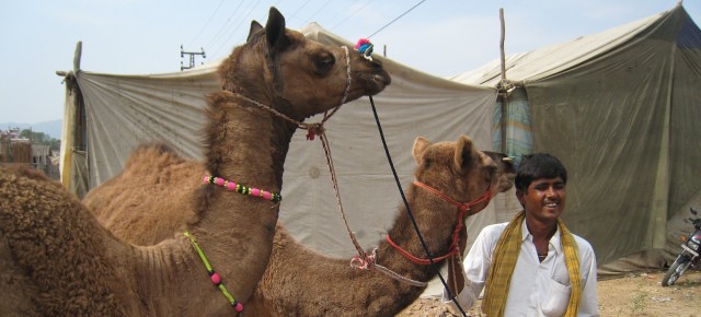 Camels for Cash: India's Fleeting Camel Trade, Time.com